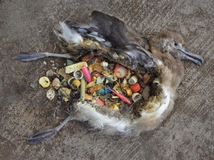 Aves muertas por plasticos