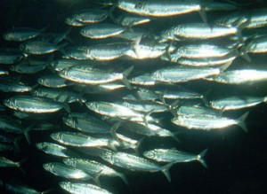sardinasbanco